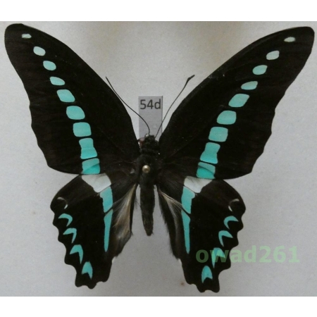 Graphium milon C & R Felder, 1864 Indonesia, Celebes 78mm54d